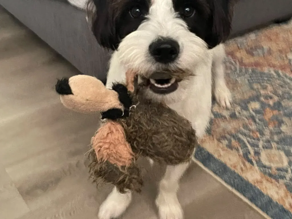 Close-up of the dog proudly holding the plushie.