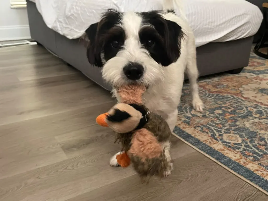A black and white shaggy dog carrying the plushie in its mouth.